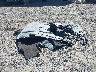 1GTU9FED5LZ****** Used 2020 GMC Sierra 1500 in California State