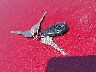 JF1SG65616H****** Salvage 2006 Subaru Forester in Texas State
