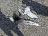 JYARJ28E3HA****** Wrecked 2017 Yamaha Yzfr6 in North Carolina State