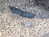 WAUMFAFRXFA****** Destrozados 2015 Audi A5 en Estado de Ohio