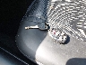 2G1WL16C769****** Salvamento 2006 Chevrolet Monte Carlo en Estado de Nueva York