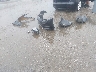 5YJ3E1EB7JF****** Destrozados 2018 Tesla Model 3 en Estado de Arkansas