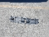 19XFC2F8XLE****** Wrecked 2020 Honda Civic in California State