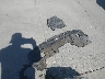 5N1AR2MN5EC****** Wrecked 2014 Nissan Pathfinder in California State