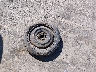 1J4FJ38L9KL****** Wrecked 1989 Jeep Cherokee in Arizona State