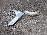1FADP3K27FL****** Wrecked 2015 Ford Focus in Florida State