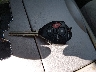 4T1BE46KX9U****** Salvage 2009 Toyota Camry in Nevada State