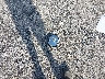 JF2SJAHC9FH****** Wrecked 2015 Subaru Forester in New Jersey State