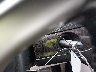 2D4RN5DG7BR****** Salvamento 2011 Dodge Grand Caravan en Estado de Ohio