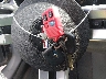 1ZVHT85H795****** Salvage 2009 Ford Mustang in Texas State