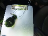 WMWZC5C53FW****** Salvage 2015 MINI Countryman in California State