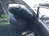WMWZC5C53FW****** Used and Repairable 2015 MINI Countryman in California State
