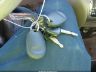 5TDZA22C26S****** Salvage 2006 Toyota Sienna in California State