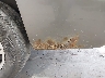 3GNFK12307G****** Repairable 2007 Chevrolet Avalanche in New York State