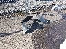 TRU41AFK0D1****** Wrecked 2013 Audi TTS in Ohio State