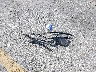 4T1BB46K49U****** Wrecked 2009 Toyota Camry Hybrid in California State