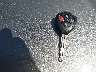JTDBL40E399****** Salvage 2009 Toyota Corolla in California State