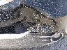 5FNYF4H63CB****** Repairable 2012 Honda Pilot
