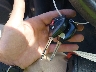 JTMRF4DV8B5****** Salvamento 2011 Toyota RAV4 en Estado de Maryland