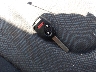 JHMGE88449S****** Salvage 2009 Honda Fit in New York State