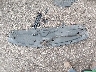 3GCUKSEC6FG****** Wrecked 2015 Chevrolet Silverado 1500 in Kansas State