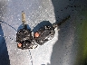 1FMCU0G91EU****** Salvamento 2014 Ford Escape en Estado de Nevada