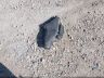 5FNRL5H41EB****** Wrecked 2014 Honda Odyssey in Wisconsin State