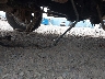 1FTHX26G8NK****** Salvage and Repairable 1992 Ford F-250 in Montana State
