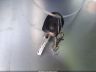 WVWED71K98W****** Salvage 2008 Volkswagen Golf GTI in California State