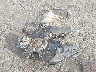 JF1GH6D64BG****** Wrecked 2011 Subaru Impreza in Oregon State