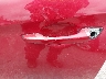 5NPD74LFXHH****** Wrecked 2017 Hyundai Elantra in Washington State