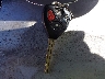 2T1BU4EE4CC****** Salvamento 2012 Toyota Corolla en Estado de Ohio