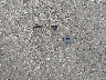 4S3BMBG65A3****** Wrecked 2010 Subaru Legacy in Washington State