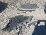 WA1LFAFPXEA****** Salvage and Wrecked 2014 Audi Q5 in Seattle
